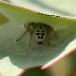 Opisthoncus sexmaculatus at Casey, ACT - 23 Mar 2024