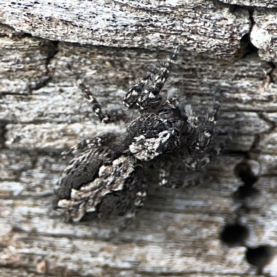 Clynotis severus (Stern Jumping Spider) at Casey, ACT - 23 Mar 2024 by Hejor1