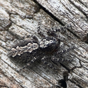 Clynotis severus at Casey, ACT - 23 Mar 2024 03:38 PM