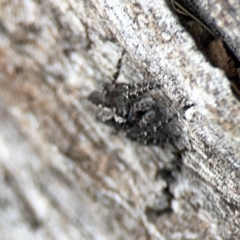 Clynotis severus at Casey, ACT - 23 Mar 2024 03:38 PM