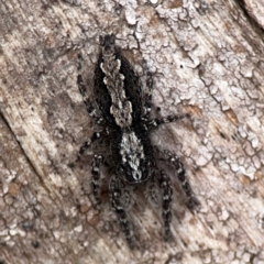 Clynotis severus at Casey, ACT - 23 Mar 2024 03:38 PM