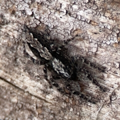 Clynotis severus at Casey, ACT - 23 Mar 2024 03:38 PM