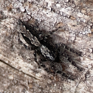 Clynotis severus at Casey, ACT - 23 Mar 2024 03:38 PM