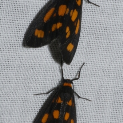 Asura cervicalis (Spotted Lichen Moth) at Freshwater Creek, VIC - 12 Feb 2024 by WendyEM