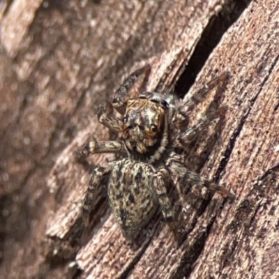 Unidentified Jumping or peacock spider (Salticidae) at Casey, ACT - 23 Mar 2024 by Hejor1