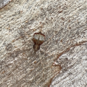 Tamopsis sp. (genus) at Casey, ACT - 23 Mar 2024 03:18 PM