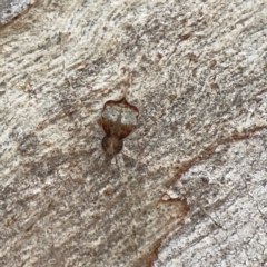 Tamopsis sp. (genus) (Two-tailed spider) at Casey, ACT - 23 Mar 2024 by Hejor1