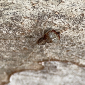 Tamopsis sp. (genus) at Casey, ACT - 23 Mar 2024 03:18 PM