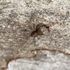 Tamopsis sp. (genus) at Casey, ACT - 23 Mar 2024