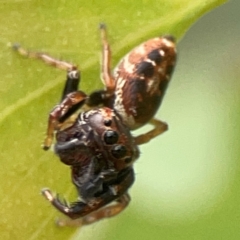 Opisthoncus sp. (genus) (Unidentified Opisthoncus jumping spider) at Casey, ACT - 23 Mar 2024 by Hejor1