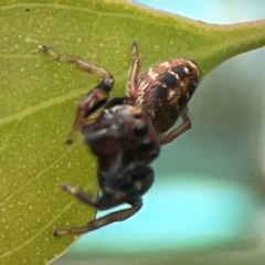 Opisthoncus sp. (genus) at Casey, ACT - 23 Mar 2024