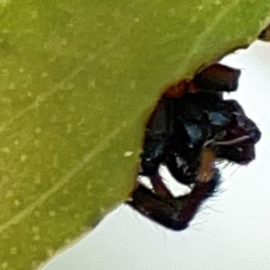 Opisthoncus sp. (genus) at Casey, ACT - 23 Mar 2024