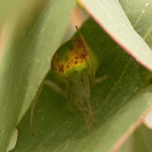 Araneus circulissparsus (species group) at Casey, ACT - 23 Mar 2024