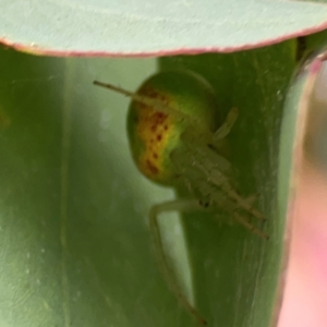 Araneus circulissparsus (species group) at Casey, ACT - 23 Mar 2024