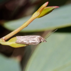 Unidentified Moth (Lepidoptera) at Cotter River, ACT - 19 Mar 2024 by DPRees125