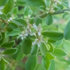 Galenia pubescens (Carpet Weed) at Watson, ACT - 23 Mar 2024 by MAX