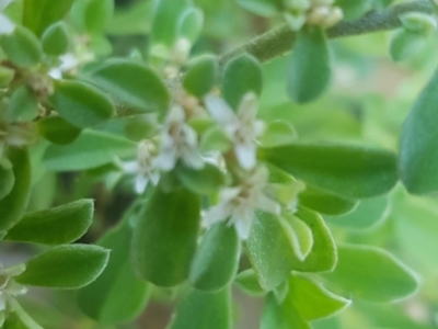 Galenia pubescens (Carpet Weed) at Watson, ACT - 23 Mar 2024 by MAX