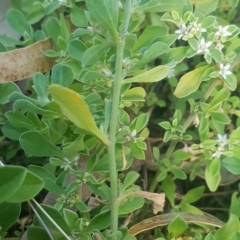 Galenia pubescens at Watson, ACT - 23 Mar 2024