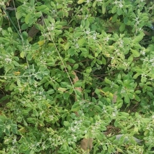 Galenia pubescens at Watson, ACT - 23 Mar 2024