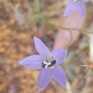 Apiformes (informal group) at Watson, ACT - 23 Mar 2024 05:45 PM