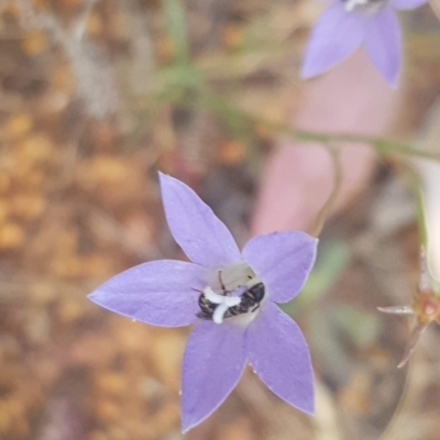 Apiformes (informal group) (Unidentified bee) at Watson, ACT - 23 Mar 2024 by MPW
