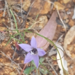 Apiformes (informal group) at Watson, ACT - 23 Mar 2024 05:45 PM