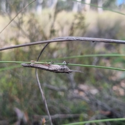 Acrididae sp. (family) (Unidentified Grasshopper) at Bungendore, NSW - 23 Mar 2024 by clarehoneydove