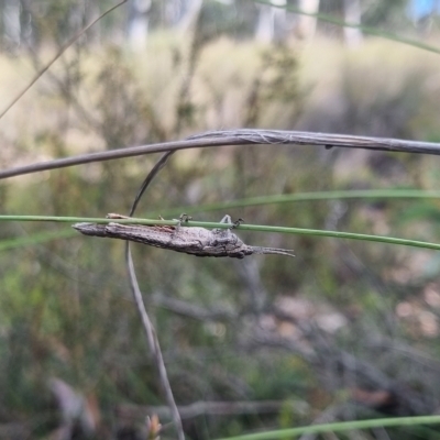 Acrididae sp. (family) (Unidentified Grasshopper) at QPRC LGA - 23 Mar 2024 by clarehoneydove