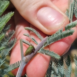 Sextius virescens at QPRC LGA - 23 Mar 2024