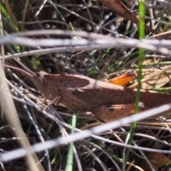 Goniaea australasiae (Gumleaf grasshopper) at QPRC LGA - 23 Mar 2024 by clarehoneydove