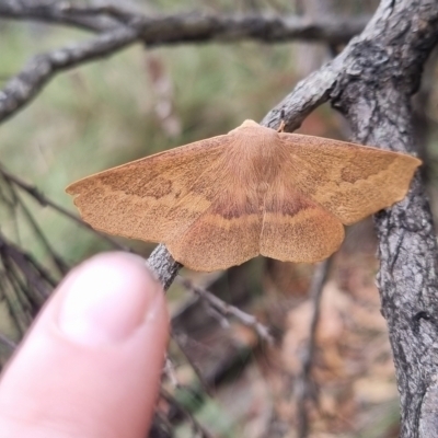 Monoctenia falernaria (Patched Leaf Moth) at Bungendore, NSW - 23 Mar 2024 by clarehoneydove