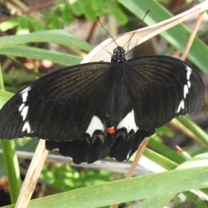 Papilio aegeus at Namadgi National Park - 23 Mar 2024