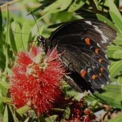 Papilio aegeus at Namadgi National Park - 23 Mar 2024