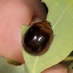 Paropsisterna cloelia (Eucalyptus variegated beetle) at Oakey Hill - 22 Mar 2024 by AlisonMilton