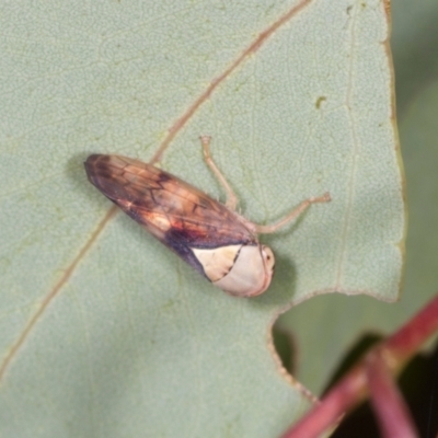 Brunotartessus fulvus (Yellow-headed Leafhopper) at Oakey Hill - 22 Mar 2024 by AlisonMilton