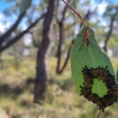 Pseudoperga lewisii (A Sawfly) at Bungendore, NSW - 23 Mar 2024 by clarehoneydove