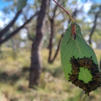 Pseudoperga lewisii (A Sawfly) at Bungendore, NSW - 23 Mar 2024 by clarehoneydove