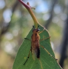 Pseudoperga guerinii at QPRC LGA - suppressed