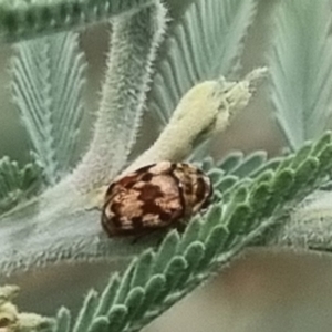 Elaphodes sp. (genus) at QPRC LGA - suppressed