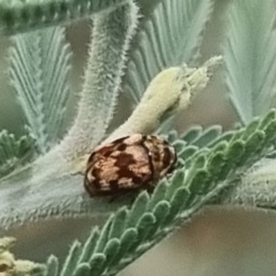 Elaphodes sp. (genus) (Leaf beetle) at Bungendore, NSW - 23 Mar 2024 by clarehoneydove