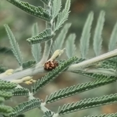 Elaphodes sp. (genus) at QPRC LGA - 23 Mar 2024