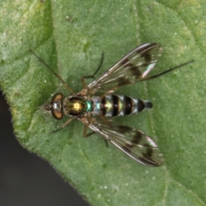 Heteropsilopus sp. (genus) at Melba, ACT - 21 Mar 2024