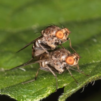 Unidentified Other true fly at Melba, ACT - 21 Mar 2024 by kasiaaus