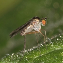 Empidoidea (superfamily) at Melba, ACT - 22 Mar 2024 by kasiaaus