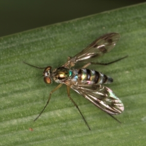 Heteropsilopus sp. (genus) at Melba, ACT - 22 Mar 2024