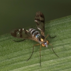 Heteropsilopus sp. (genus) at Melba, ACT - 22 Mar 2024