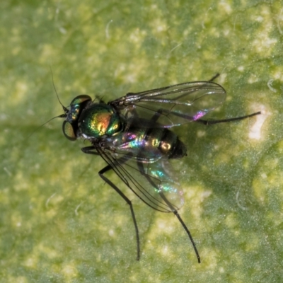 Dolichopodidae (family) (Unidentified Long-legged fly) at Melba, ACT - 22 Mar 2024 by kasiaaus