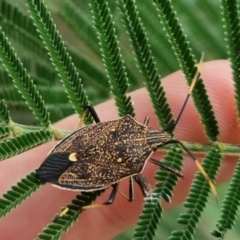 Poecilometis strigatus (Gum Tree Shield Bug) at Bungendore, NSW - 23 Mar 2024 by clarehoneydove