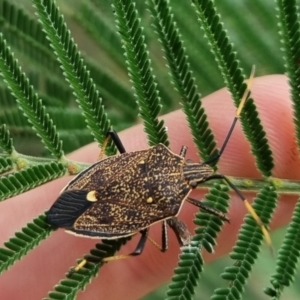 Poecilometis strigatus at QPRC LGA - 23 Mar 2024