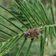 Poecilometis strigatus at QPRC LGA - 23 Mar 2024